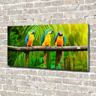 Quadro vetro acrilico Pappagalli su un ramo