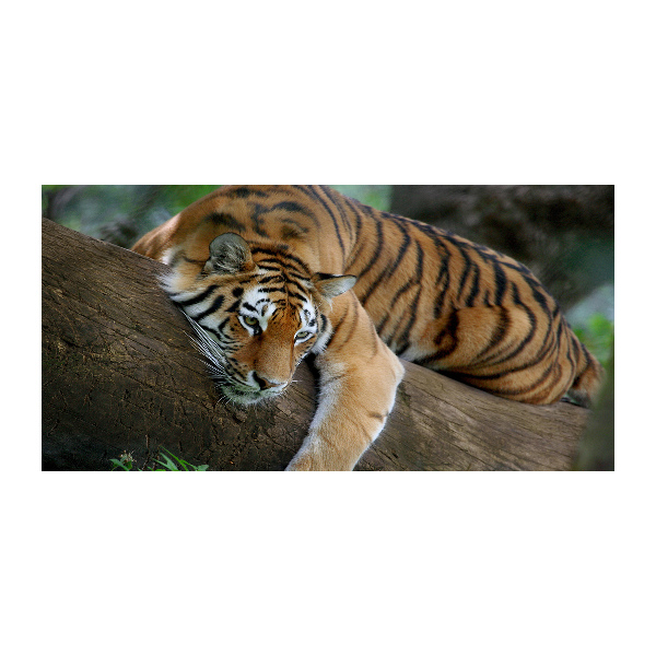 Quadro su vetro acrilico Tigre su un albero