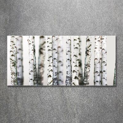 Quadro in vetro acrilico Tronchi di betulla