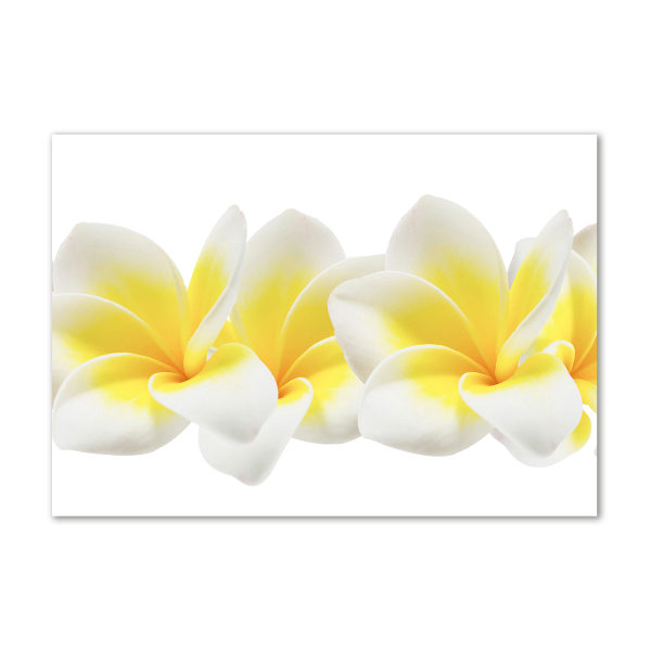 Quadro su vetro acrilico Plumeria