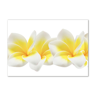 Quadro su vetro acrilico Plumeria