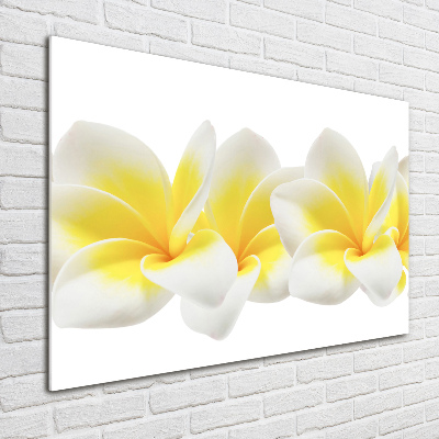 Quadro su vetro acrilico Plumeria