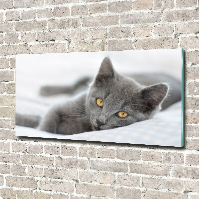 Quadro vetro acrilico Gatto grigio