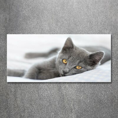 Quadro vetro acrilico Gatto grigio