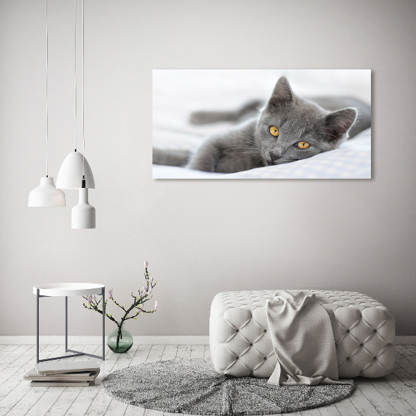 Quadro vetro acrilico Gatto grigio