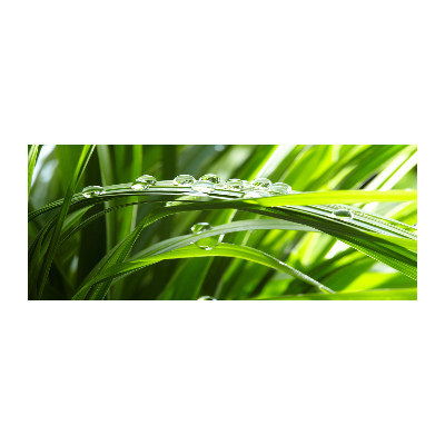 Quadro vetro acrilico Gocce sull'erba