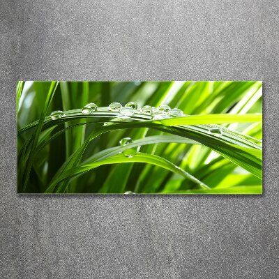 Quadro vetro acrilico Gocce sull'erba
