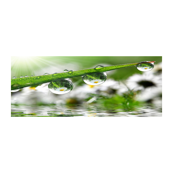 Quadro su vetro acrilico Gocce sull'erba