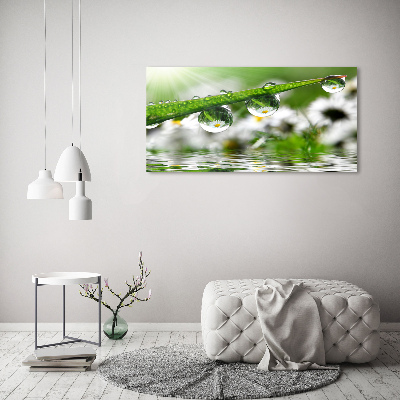 Quadro su vetro acrilico Gocce sull'erba