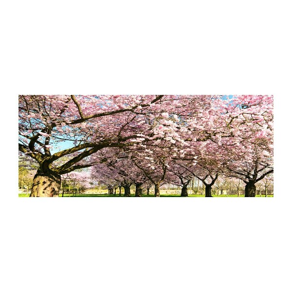 Quadro vetro acrilico Alberi di ciliegio