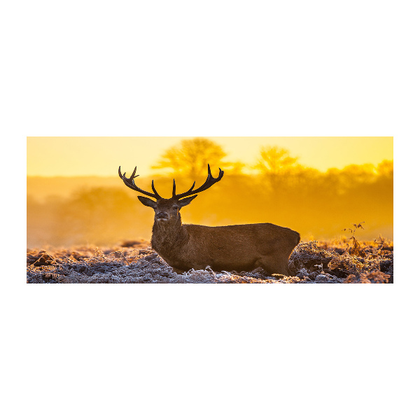 Quadro su vetro acrilico Alba di cervo