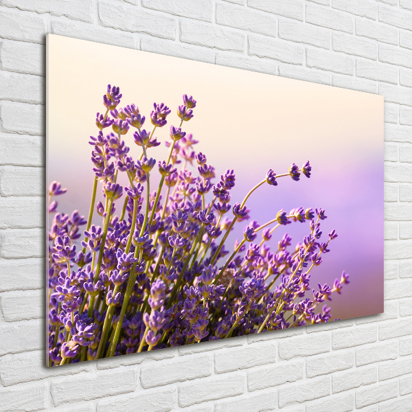 Quadro su vetro acrilico Lavanda
