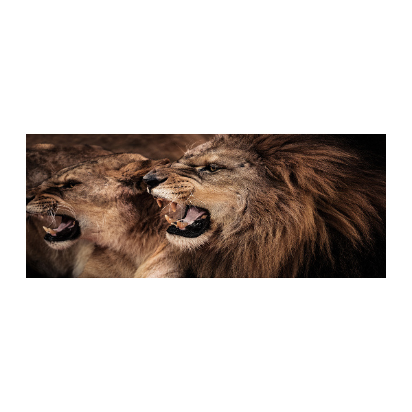 Quadro su vetro acrilico Leoni ruggenti