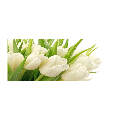 Quadro su vetro acrilico Tulipani bianchi