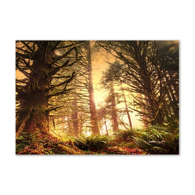 Quadro in vetro acrilico Foresta pluviale