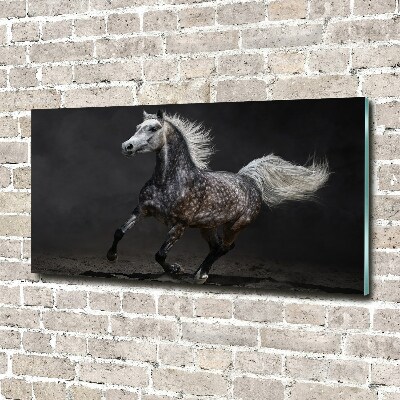 Quadro in vetro acrilico Cavallo arabo grigio