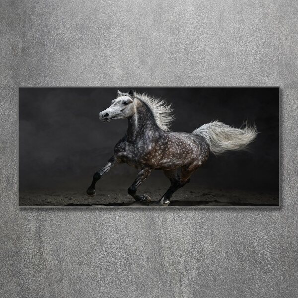 Quadro in vetro acrilico Cavallo arabo grigio