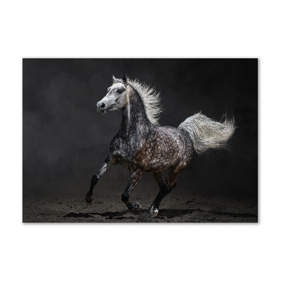 Quadro in vetro acrilico Cavallo arabo grigio