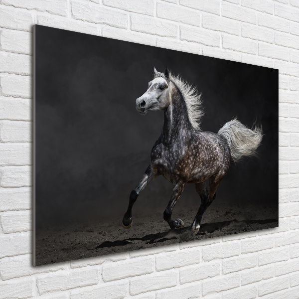 Quadro in vetro acrilico Cavallo arabo grigio
