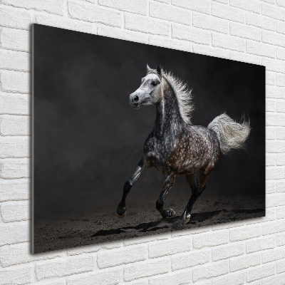 Quadro in vetro acrilico Cavallo arabo grigio