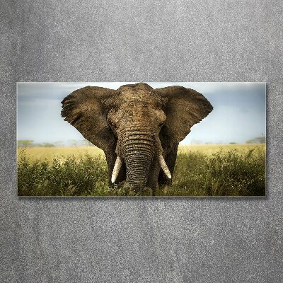Quadro su vetro acrilico Elefante nella savana