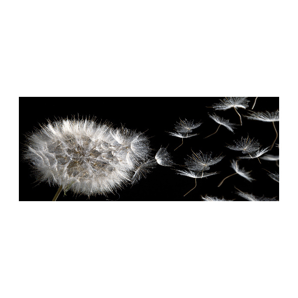 Quadro vetro acrilico Dente di leone