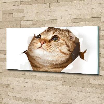 Quadro vetro acrilico Gatto