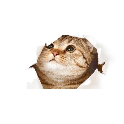 Quadro vetro acrilico Gatto