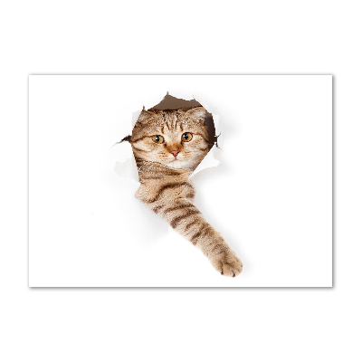 Quadro su vetro acrilico Gatto