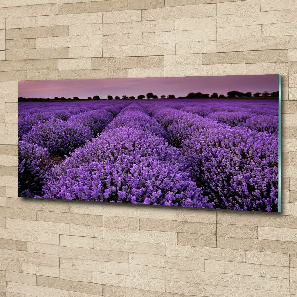 Quadro in vetro acrilico Campo di lavanda