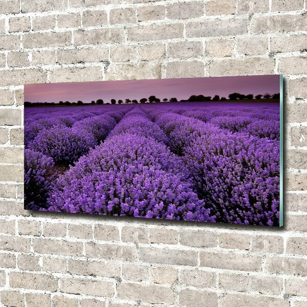 Quadro in vetro acrilico Campo di lavanda