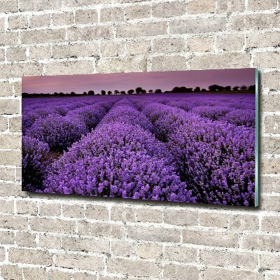 Quadro in vetro acrilico Campo di lavanda
