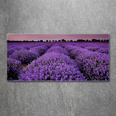 Quadro in vetro acrilico Campo di lavanda