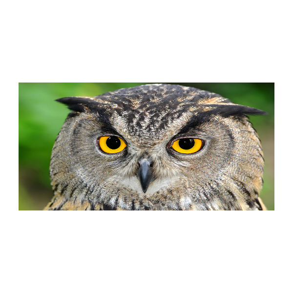 Quadro su vetro acrilico Gufo