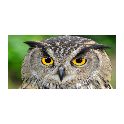 Quadro su vetro acrilico Gufo