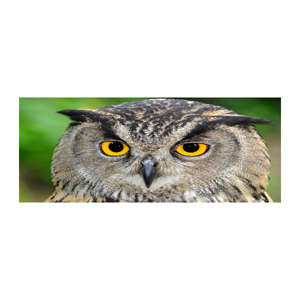 Quadro su vetro acrilico Gufo