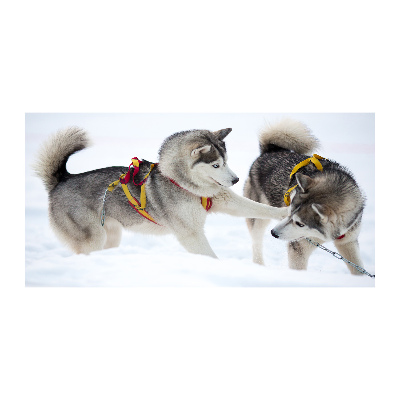 Quadro in vetro acrilico Husky in inverno