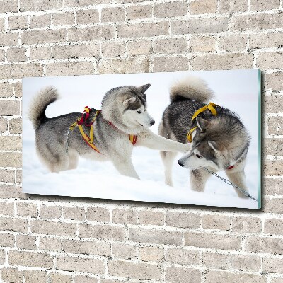 Quadro in vetro acrilico Husky in inverno