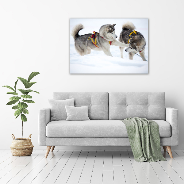 Quadro in vetro acrilico Husky in inverno