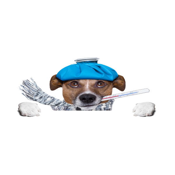 Quadro vetro acrilico Cane malato