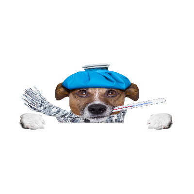 Quadro vetro acrilico Cane malato