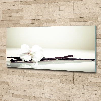 Quadro su vetro acrilico Baccello di vaniglia