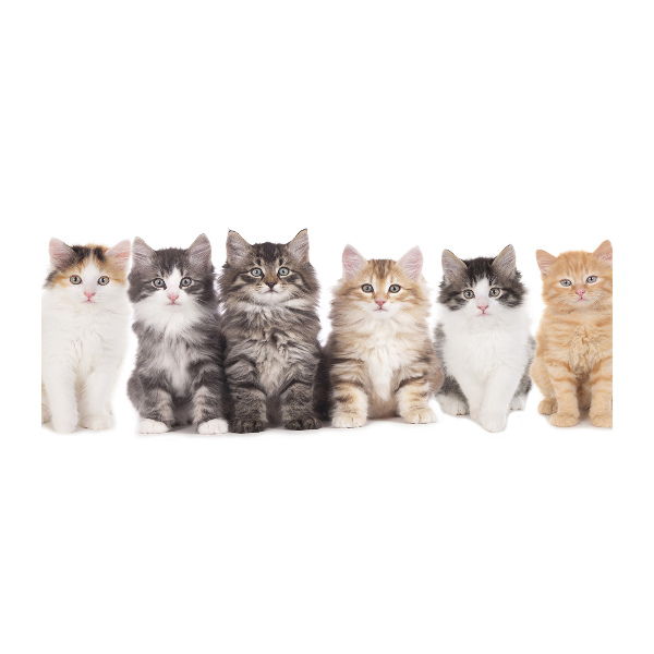 Quadro in vetro acrilico Sei gatti