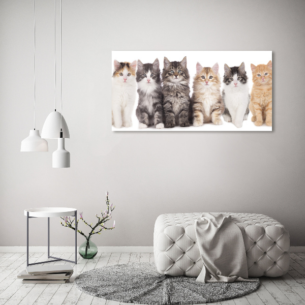 Quadro in vetro acrilico Sei gatti