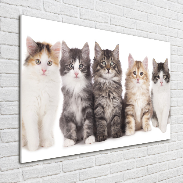 Quadro in vetro acrilico Sei gatti