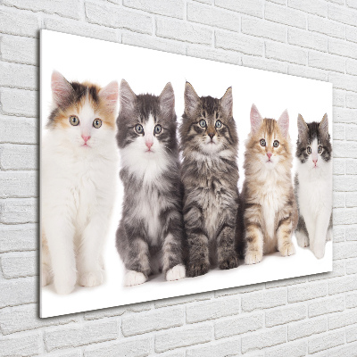 Quadro in vetro acrilico Sei gatti