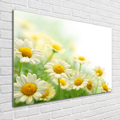 Quadro su vetro acrilico Margherite