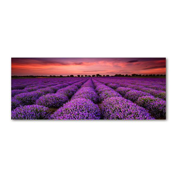 Quadro su vetro acrilico Campo di lavanda