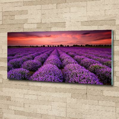 Quadro su vetro acrilico Campo di lavanda