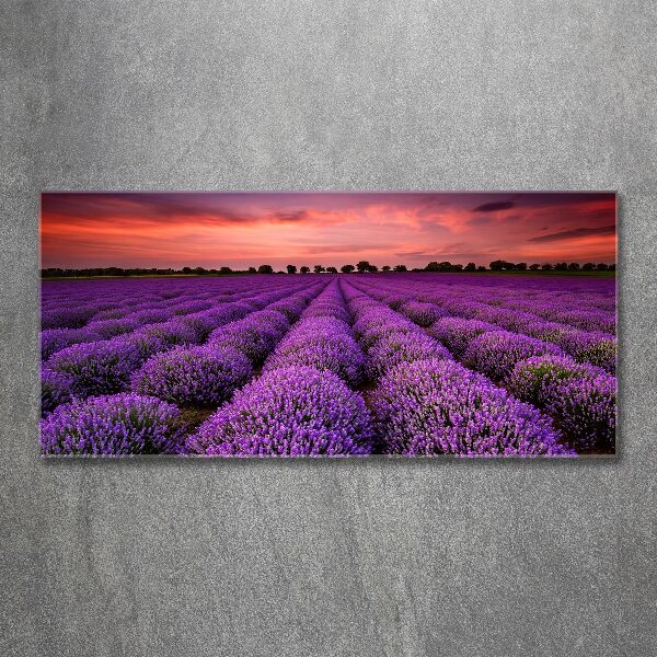 Quadro su vetro acrilico Campo di lavanda